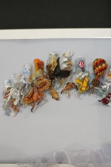 Roza_Vetrov_2015_186